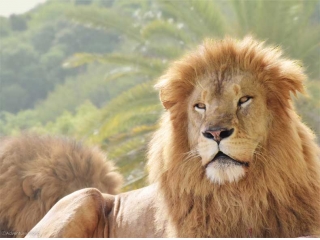 ライオンのように！