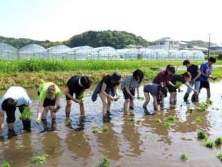 田植え研修を行いました！②
