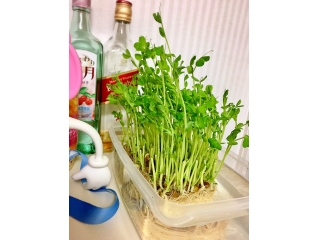 すくすく育ちます。