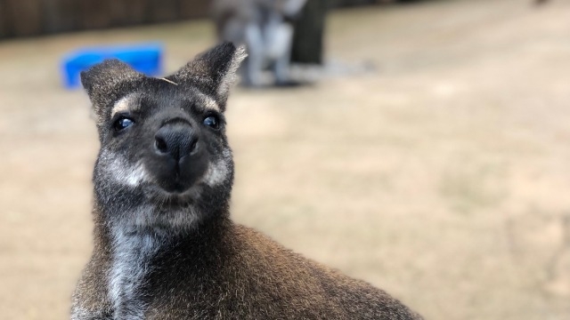 動物とふれあいたい