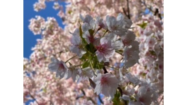 気分転換に！そろそろ花見