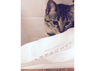 猫ってなんでこんなにかわいいだろー(*^^)v