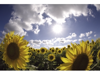 夏休みの計画は・・・？？