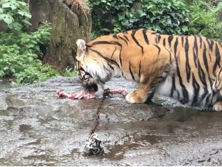 動物園の動物は幸せか