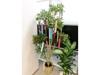 願い事は何ですか…？☆彡