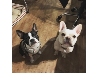 弊社の看板犬をご紹介します。