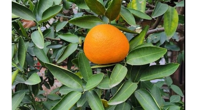 「一月往ぬる二月逃げる三月去る」