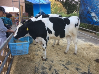 パワフルな学園祭！