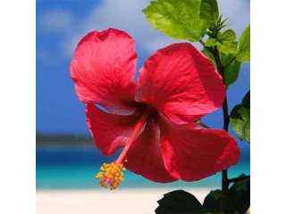 『海外旅行手当』ができました★