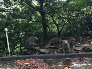 【理想の生活】CEO屋久島ライフスタート