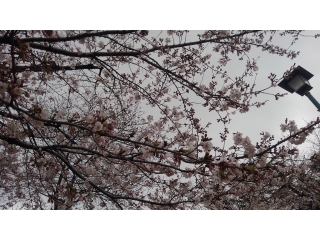 ★☆4月、春のぽかぽか陽気☆★