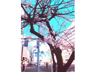 梅が咲きました！