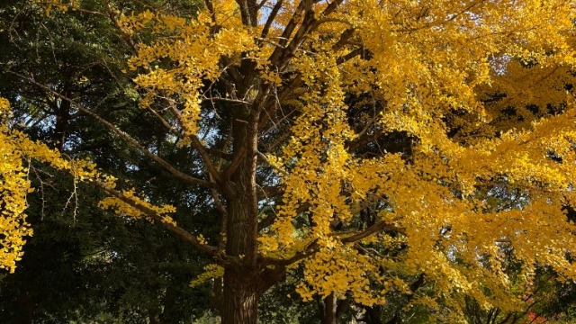 【LH】今年最後！2023年卒！12月会社説明会開催のお知らせ