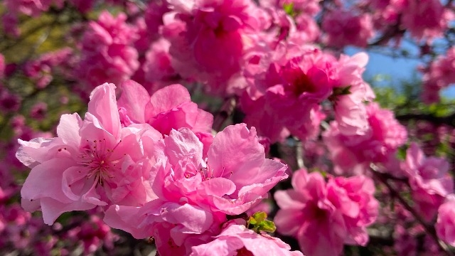 【LH】会社説明会開催自粛のお知らせ