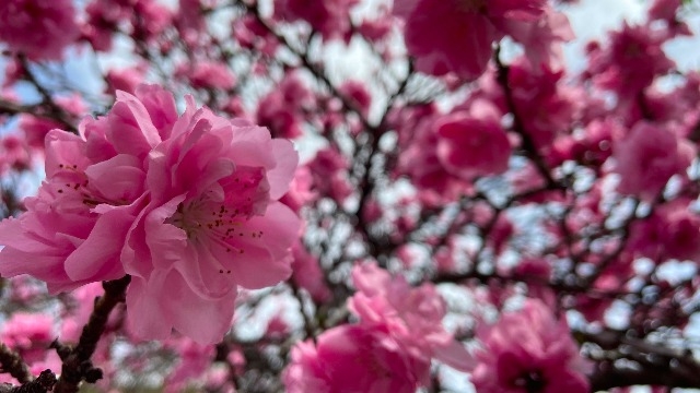 【LH】新入社員第一号が入りました！