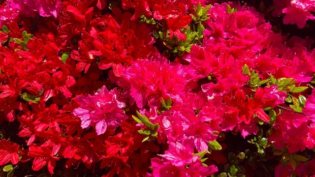 【LH】会社説明会・選考の開催延長のお知らせ