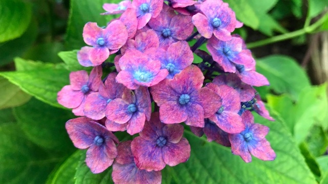 【LH】会社説明会・選考再開のお知らせ