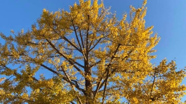 【LH】社員のリアルな声を聞いちゃおう！！12月会社説明会開催日のお知らせ