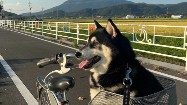 掴みかけた成長の切符