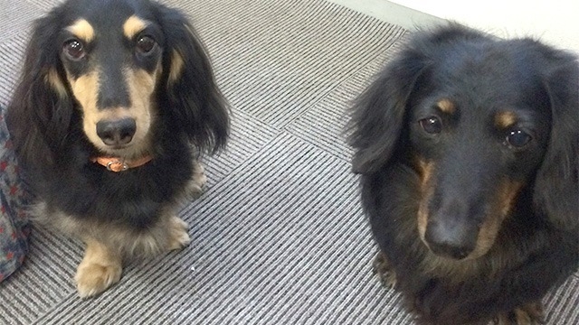 投げんかい！！