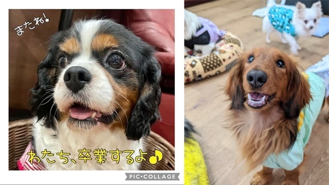 わたち卒業するよ！！