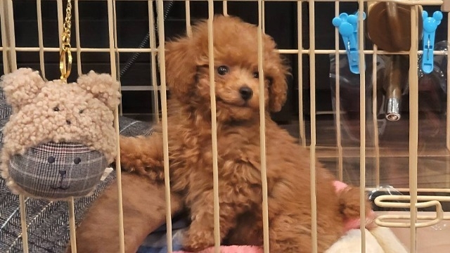 ペットde健康⁉