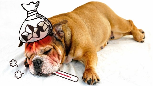 スタッフブログ：36日目　事件です！体調が良くなりません！！