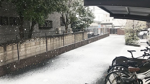 雪が積もってきましたね！！　スタッフブログ：118日目