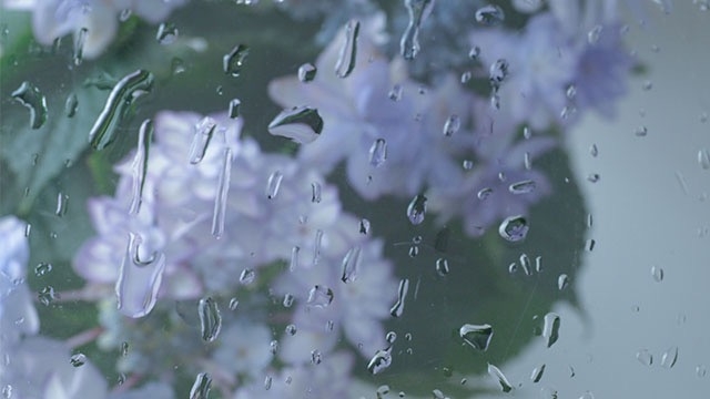 梅雨入りしましたね♬ スタッフブログ：165日目②