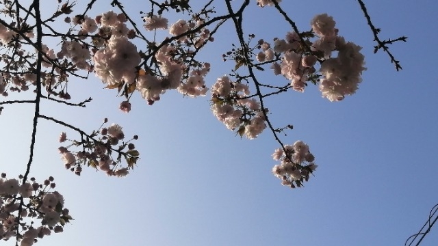 興味を持つと見える✿