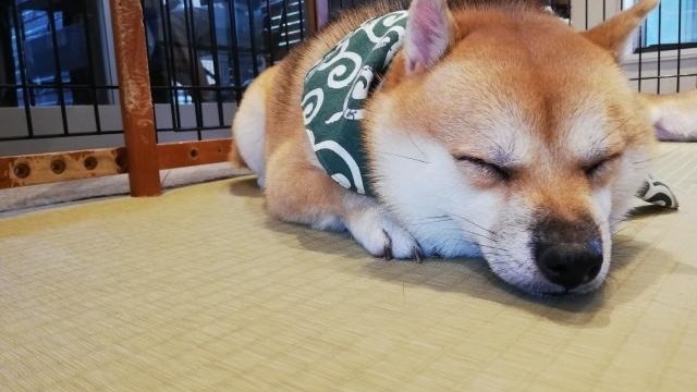 生中継！！企業説明会★