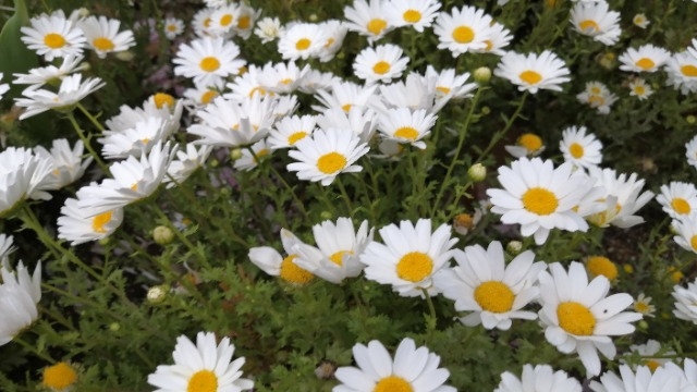 ★ミニマリスト★