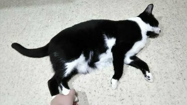 「元気スイッチ」を持っていますか？