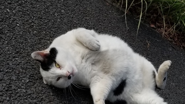 新卒入社5年目★猫派の左利きです！