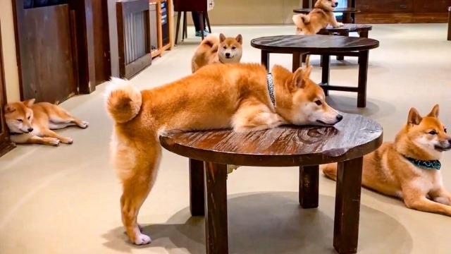 豆柴カフェに行ってきました＾＾(株)アーキテクトコア