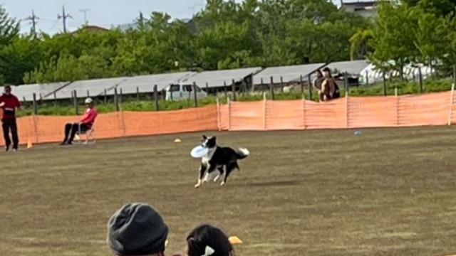 連休中にフリスビードッグの試合をみました！