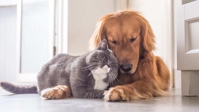 犬派か猫派か、あなたはどっち？