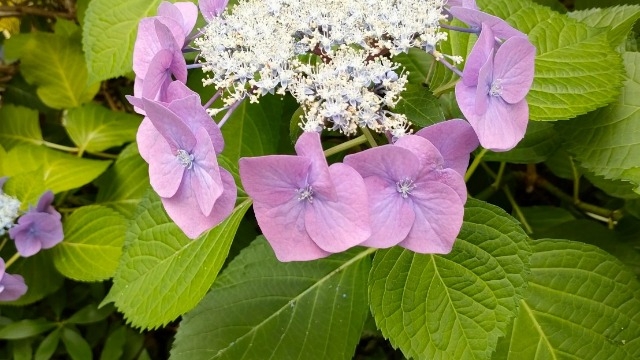 6月の会社説明会のご案内です♪