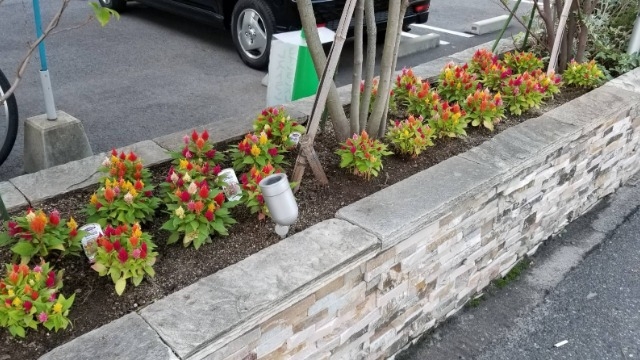 飲食ハピサ前はお花畑