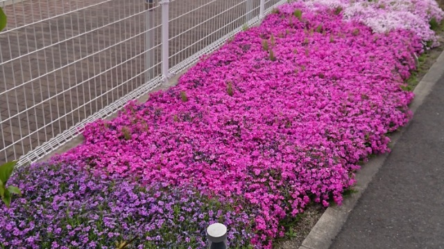 おいおい、ツツジより芝桜やろ～