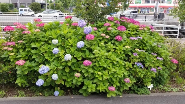 私たちは紫陽花の気持ちと同じ