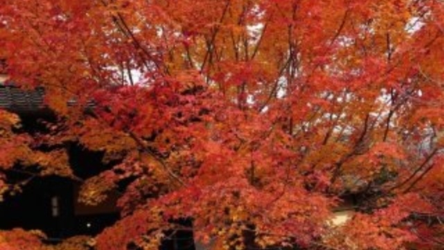 京都～社員ブログ傑作選～