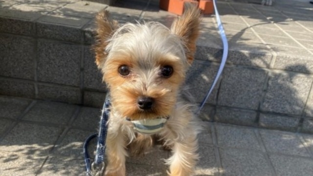 わたしのすきなもの～社員ブログ傑作選～