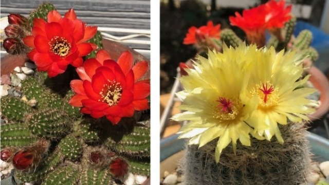 CACTUS～社員ブログ傑作選～