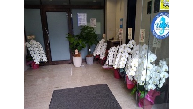 胡蝶蘭だけではなく、観葉植物も増える