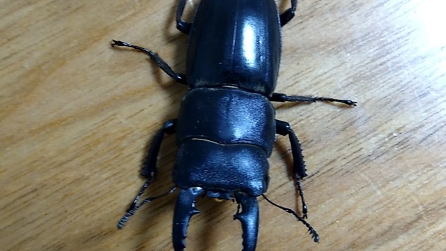 クワガタ採り採用