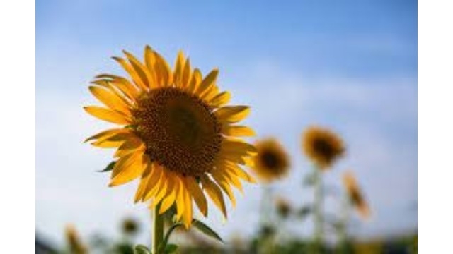 ハナキンなんて今はなかなか言わないけれど。