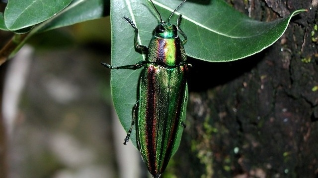 書くことがなかったら、好きな動物について書こうと思った