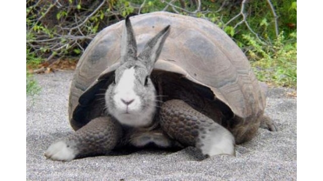 『うさぎとかめのお話』