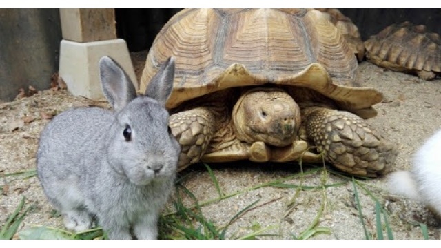 ウサギと亀、のお話